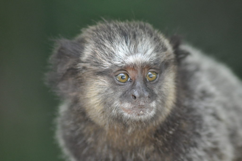 Sagui1