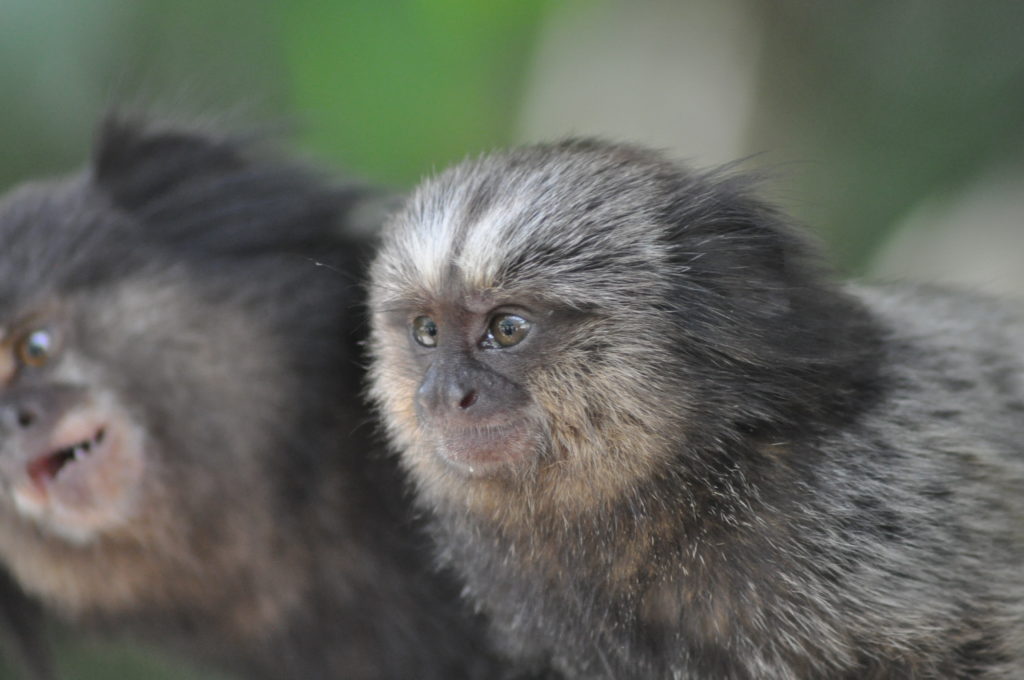 Sagui4