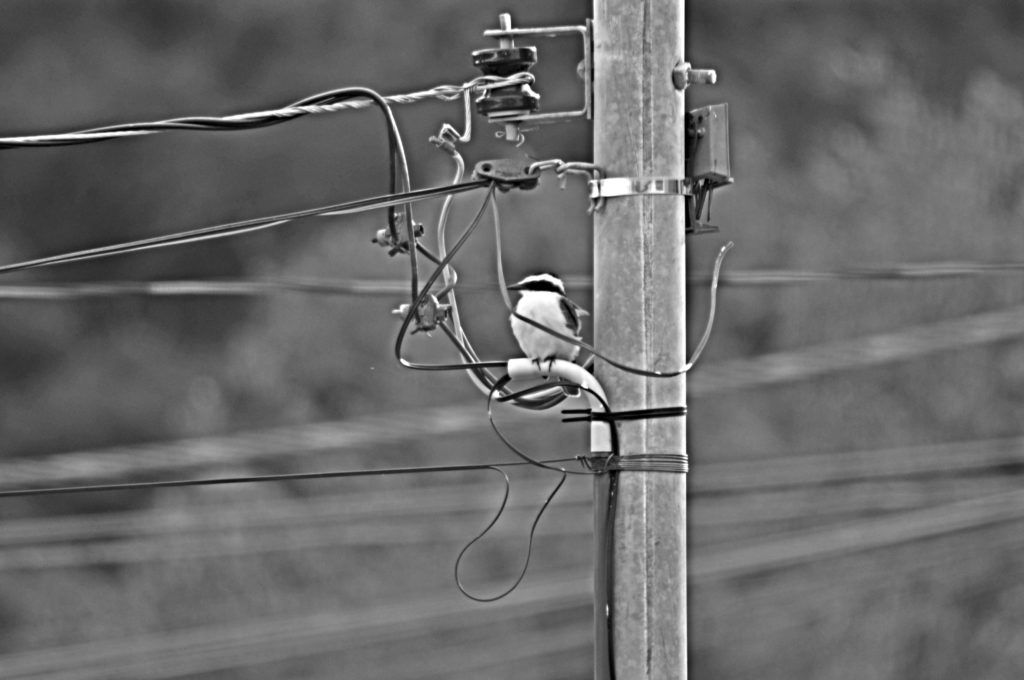 Paciência por uns fios...